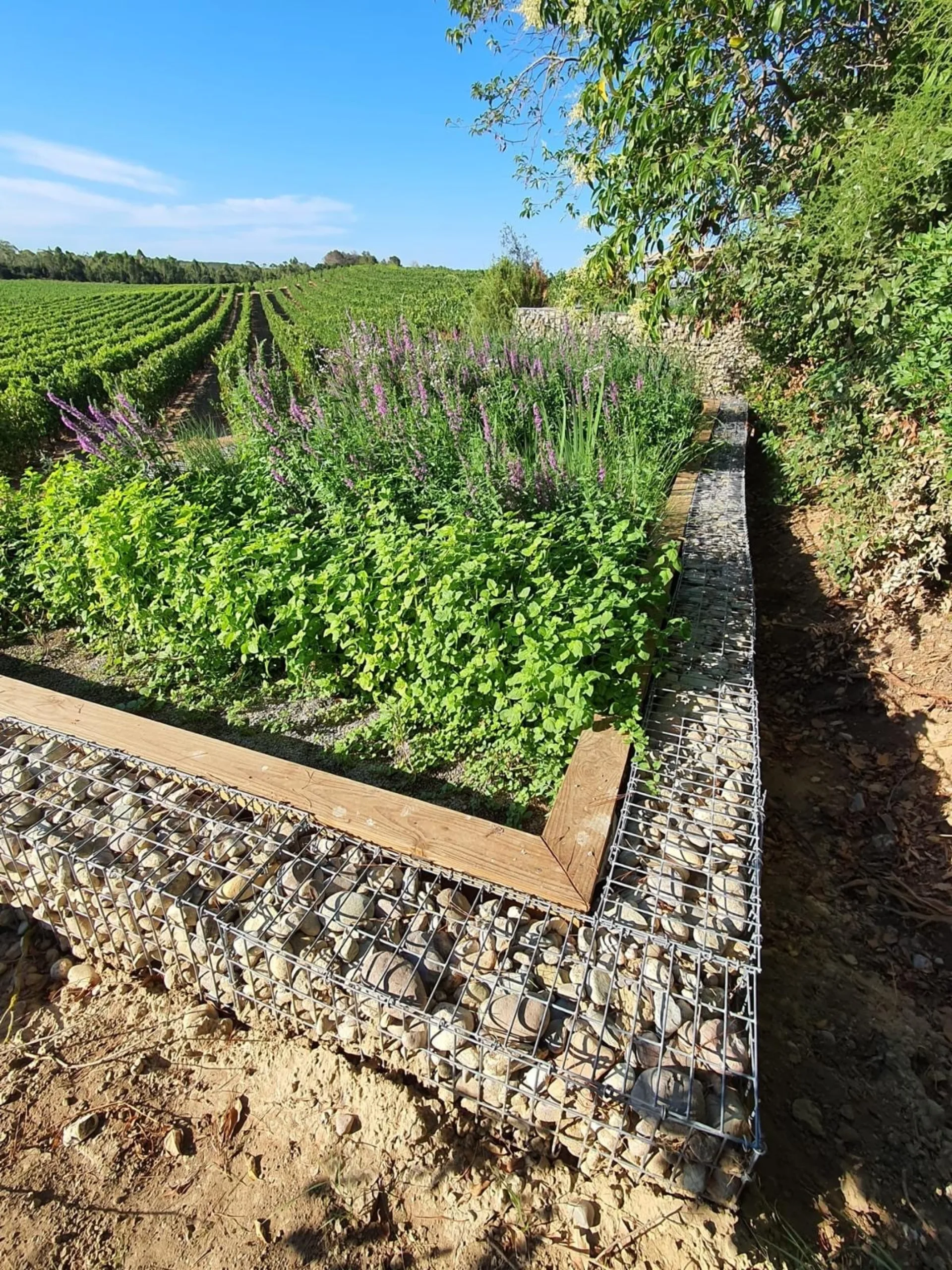 Phytoépuration en gabion en L avec plantes mellifères en bordure de vignoble