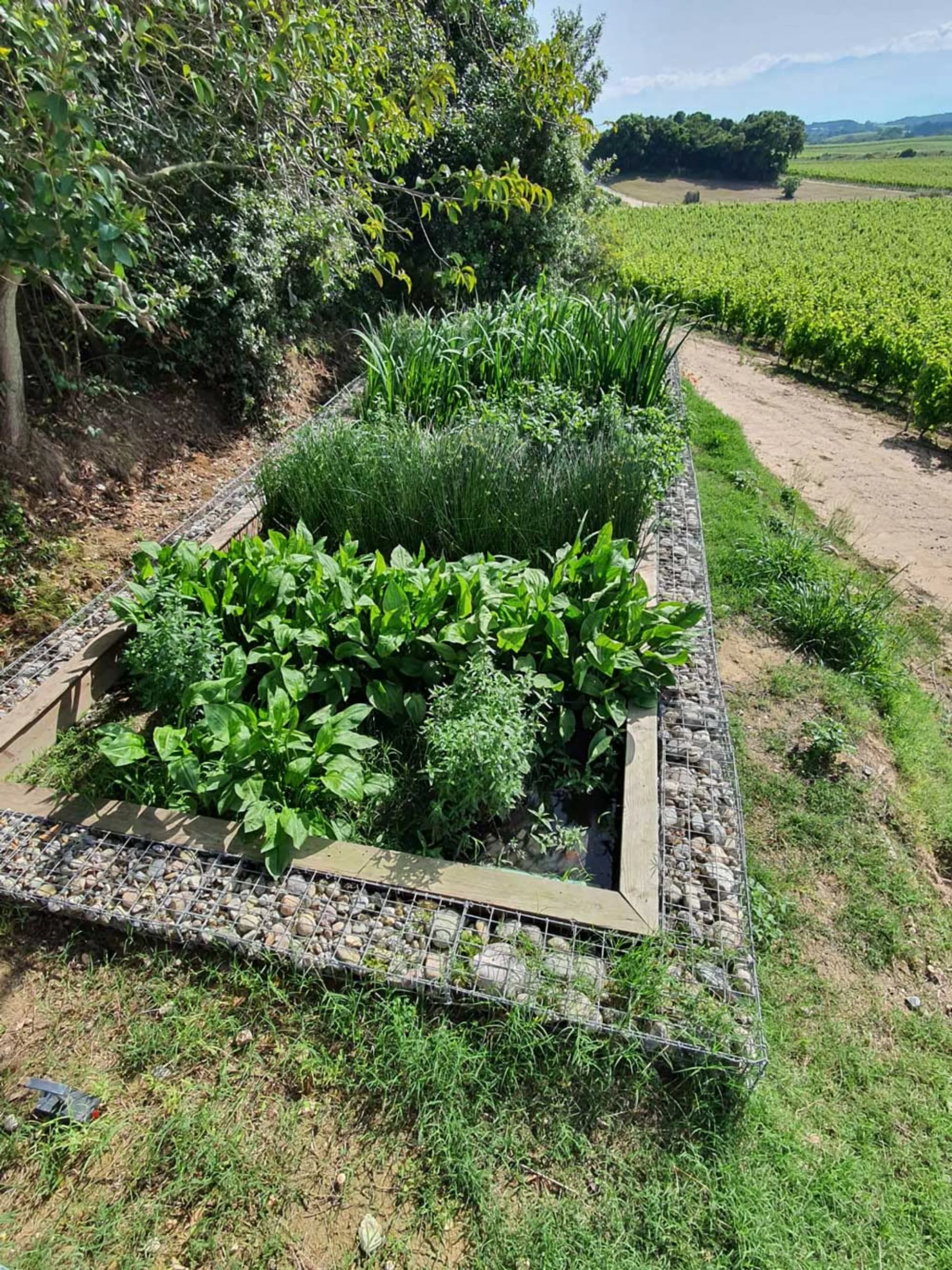 Phytostation en gabion en escalier en bordure de vignoble, plantes vertes luxuriantes