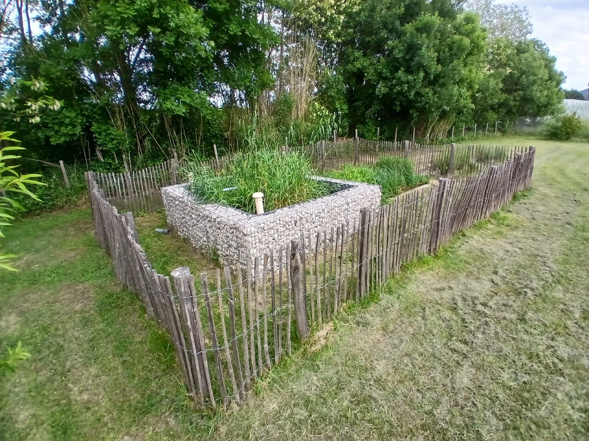 Phytoépuration en gabion avec plantes hautes (roseaux, laîches) et clôture ganivelle bois