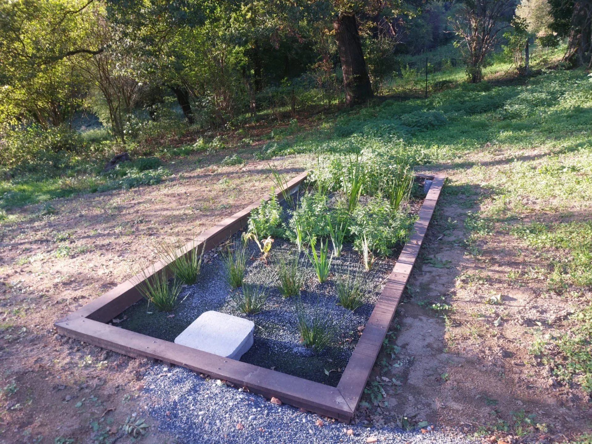 Bassin horizontal de phytoépuration, structure bois et jeunes plants d'iris et laîches